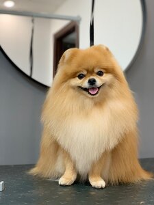 Салон для животных «Dog's Barbershop»