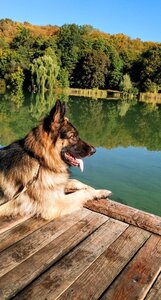 ЛапІк, Лапик, Lapik Зоомагазин Зоотовари