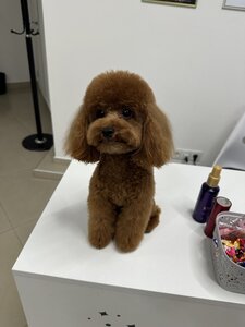 Lucky Dog