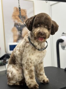 Bruno Groom Studio грумінг салон для тварин