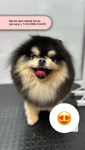 V.O.G DOG SALON