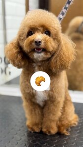 V.O.G DOG SALON