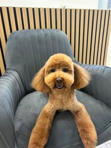 Зоосалон Gural Groom