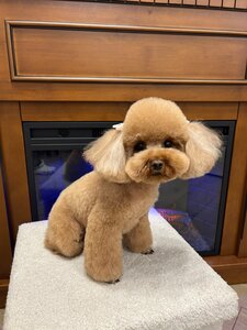 Зоосалон Gural Groom