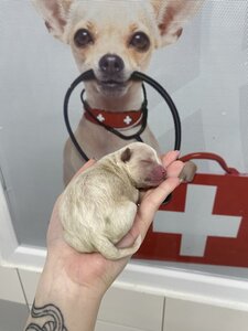Animal Hospital