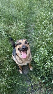 dogchill