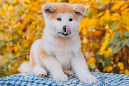 Mendelred Kennel Розплідник акіта-іну та шиба-іну