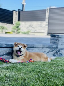 Mendelred Kennel Розплідник акіта-іну та шиба-іну