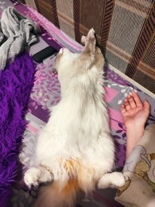 Ветеринарний центр Є.Калмикова