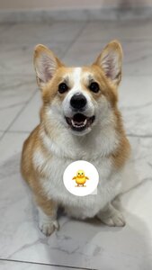 V.O.G DOG