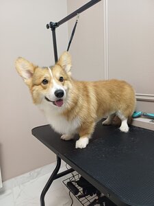 BARBER DOG