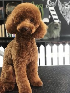 Diamond Grooming Salon