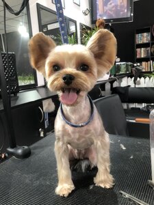Diamond Grooming Salon