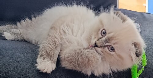 АйВет