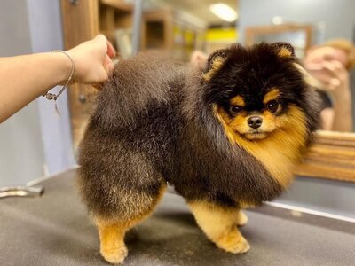 Груминг салон Doggy Couture