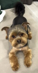 Груминг салон Doggy Couture