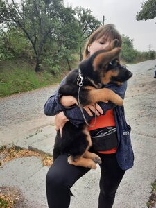 Державна лікарня ветеринарної медицини Новокодацького району
