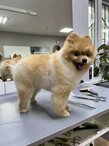 Зоомурчик