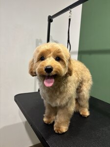 DOG SPA - грумінг салон