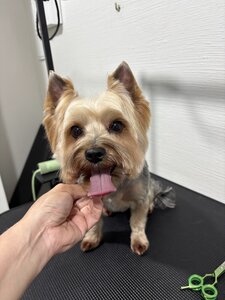DOG SPA - грумінг салон