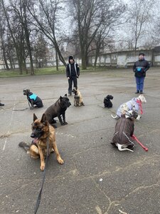 K9-profi