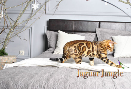 Питомник бенгальских кошек «Jaguar Jangle». Бенгальскі кошенята