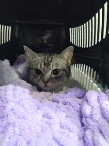 Ветеринарна клініка Healthy Pet