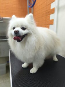 Grooming Life стрижка собак грумінг