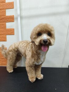 Grooming Life стрижка собак грумінг