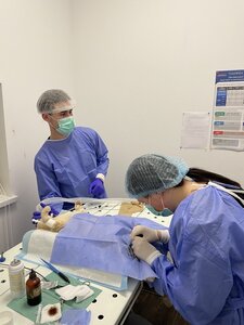Ветеринарна клініка «WE-VET»