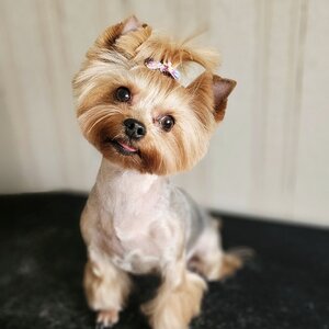 Prof - Grooming