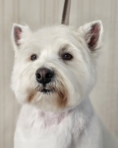Prof - Grooming
