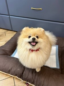Amanda Pet’s Spa