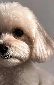 Main Grooming, Грумінг салон