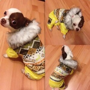 Small Pet - интернет магазин зоотоваров