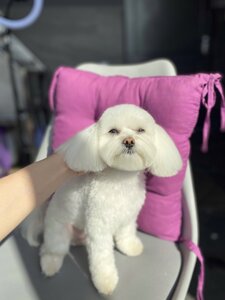 Грумінг салон Barboskin Groom. Стрижка собак Дніпро