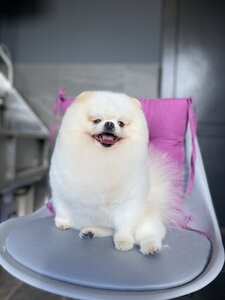 Грумінг салон Barboskin Groom. Стрижка собак Дніпро