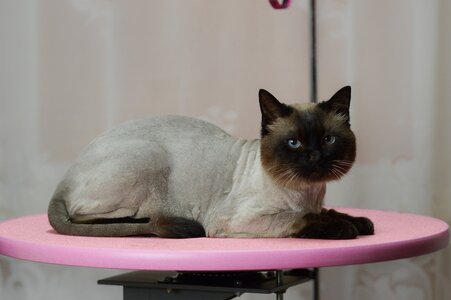 Bella Grooming Стрижка собак та котів