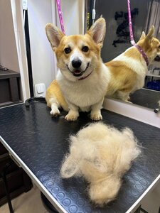 Happy Tails