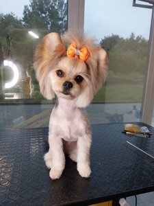 Wings Grooming Studio