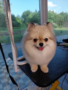 Wings Grooming Studio
