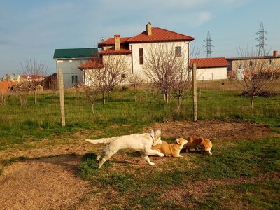 Дрессировка Собак СДЦVeska