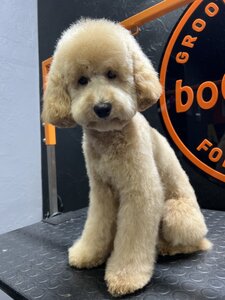 BoWoW Grooming & Pet Shop