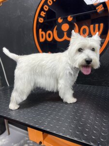 BoWoW Grooming & Pet Shop