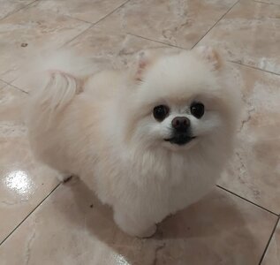 Стрижка собак і котів. Groomstudio