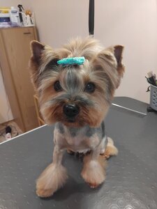 Стрижка собак і котів. Groomstudio