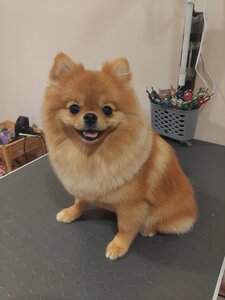 Стрижка собак і котів. Groomstudio