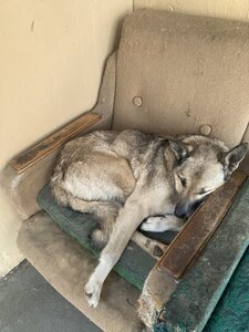 Порятунок Тварин Харків