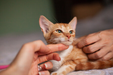 Cats for Adoption Kyiv