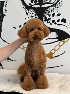 Barber Pet